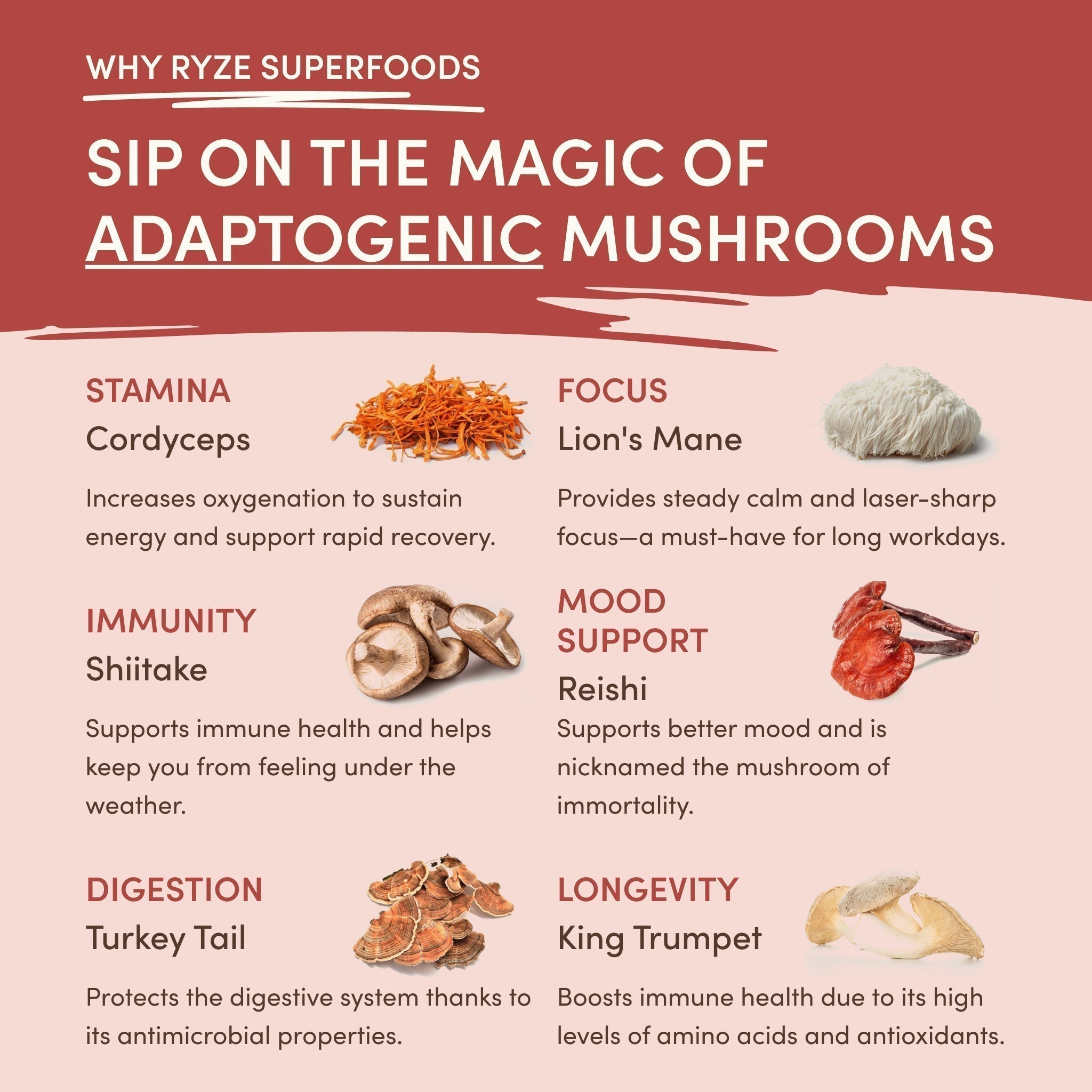 Mushroom Chai 69 wq y7